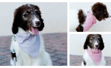 Easy Dog Bandana Free Sewing Pattern