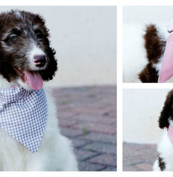 Easy Dog Bandana Free Sewing Pattern