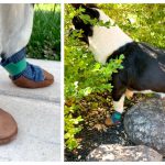 Dog Shoes Free Sewing Pattern