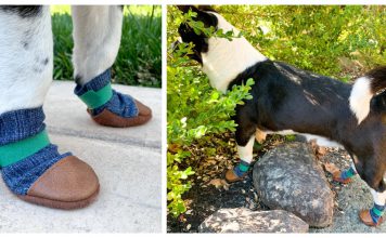 Dog Shoes Free Sewing Pattern