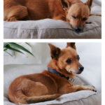 Churchill Linen Dog Bed Free Sewing Pattern